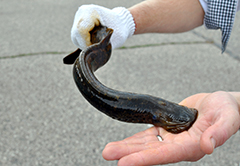 Sea lamprey on hand